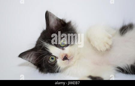 Eine süße Katze, die nach dem Spiel erschöpft war Stockfoto