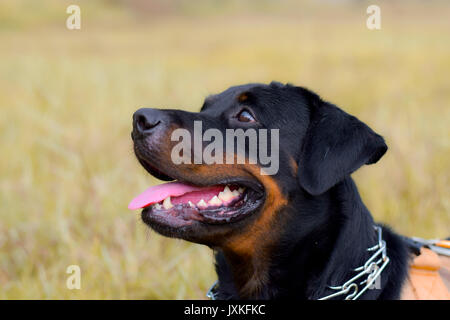 Rottweiler Typ Hund spielen im Feld Stockfoto