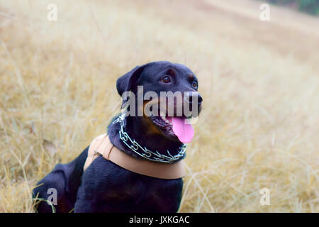 Rottweiler Typ Hund spielen im Feld Stockfoto