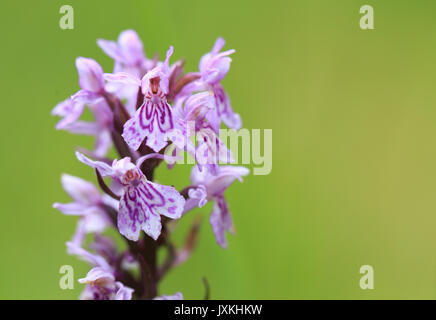 Portraid Western marsh Orchidee - Dactylorhiza majalis - Breitblaettriges Knabenkraut Stockfoto