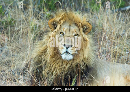 Männliche Löwe Ausruhen im Schatten im afrikanischen Busch Stockfoto