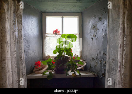 Potplant in einem altmodischen Fenster einer Hütte Innen Stockfoto