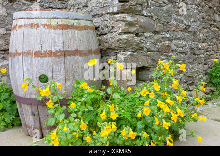 Barrel Alte hölzerne Cooper als dekorative Funktion in einem Garten. Stockfoto