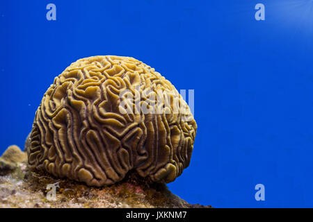 Unterwasser Fotografie: Brain Coral in Roatan Stockfoto