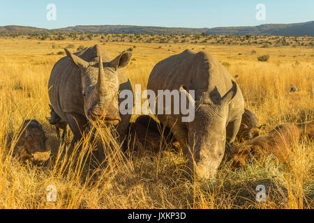 Zwei große Nashörner Beweidung im afrikanischen Busch Stockfoto