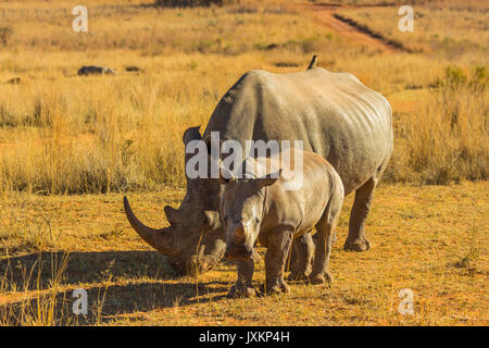 Rhino mit großen Horn und Baby im afrikanischen Busch Stockfoto