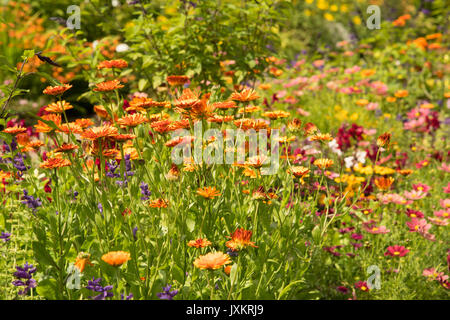 Tagetes, salvias, aconitum und andere Blumen in einem englischen Country Garden Stockfoto