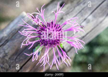 Centaurea sphaerocephala Eine krautige Thistle - wie blühende Pflanze in Piedras Riverside, El Rompido, Huelva, Spanien Stockfoto