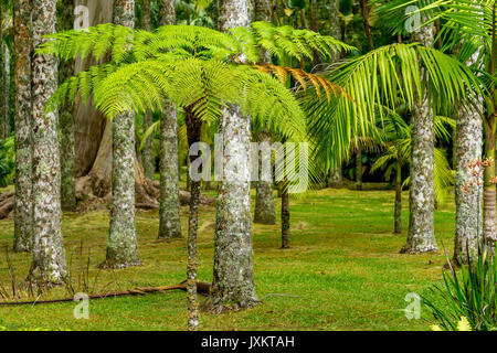 Farn Bäume wachsen im Wald von Parque Terra Nostra, Furnas, Sao Miguel, Azoren Stockfoto