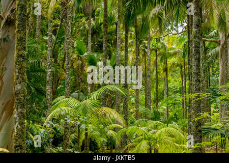 Farn Bäume wachsen im Wald von Parque Terra Nostra, Furnas, Sao Miguel, Azoren Stockfoto