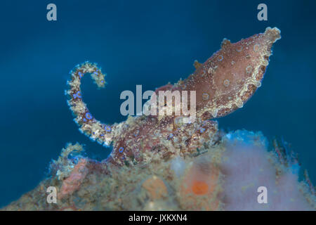 Blau-beringte Krake (Hapalochlaena SP.) in der Lembeh-Strait Stockfoto