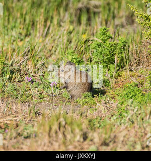 Ein Karoo Bushrat im südlichen afrikanischen Savanne Stockfoto