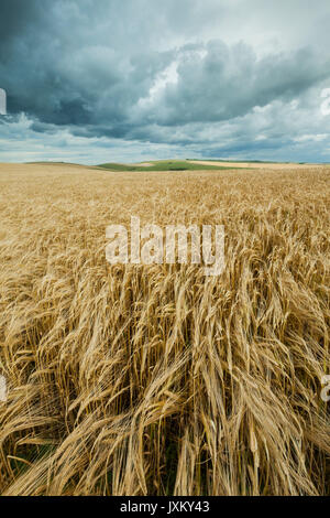 Stürmischen Himmel über South Downs in West Sussex, England. Stockfoto