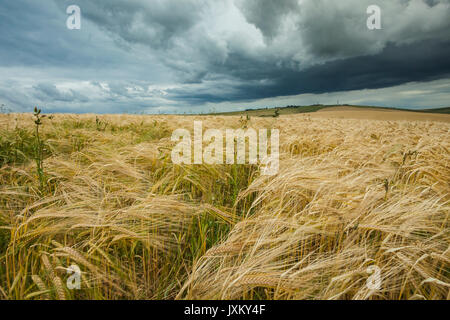 Stürmischen Himmel über South Downs in West Sussex, England. Stockfoto