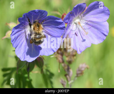 Eine gemeinsame Carder Biene (Bombus pascuorum) Nahrungssuche auf Meadow Crane's-bill (Geranium pratense) Blumen. Bedgebury Wald, Kent, Großbritannien. Stockfoto