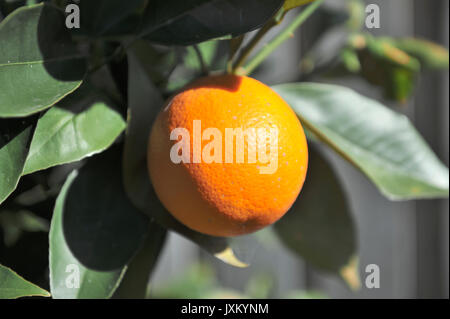 Valencia orange (Citrus sinensis) wächst am Baum im Winter. Potts Hill. New South Wales. Australien Stockfoto
