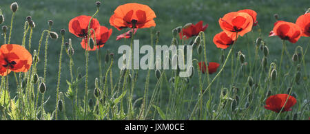 Die Sonne scheint durch die roten Blütenblätter von gemeinsamen Mohn (Papaver rhoeas) Blumen. Bedgebury Wald, Kent, Großbritannien. Stockfoto