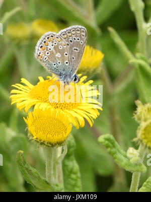 Ein männlicher Gemeinsame blauer Schmetterling (Polyommatus icarus) Fütterung mit geschlossenen Flügeln auf einem gemeinsamen Berufskraut (Pulicaria dysenterica) Blüte. Bedgebury Wald, Stockfoto