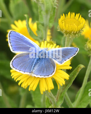 Ein männlicher Gemeinsame blauer Schmetterling (Polyommatus icarus) Fütterung mit Flügeln öffnen auf einen gemeinsamen Berufskraut (Pulicaria dysenterica) Blüte. Bedgebury Wald, Kent, Stockfoto