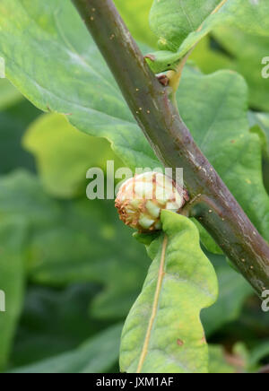 Eiche Artischocke Galle auf dem Schaft oder Gemeinsame Pedunculate Oak (Quercus robur). Die Galle von der Lava des Eiche Artischocke Galle Wasp (Andric verursacht Stockfoto