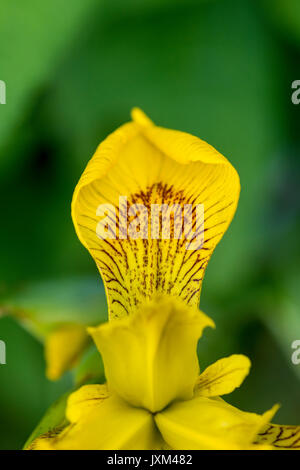 Iris pseudacorus, Gelbe Iris Stockfoto