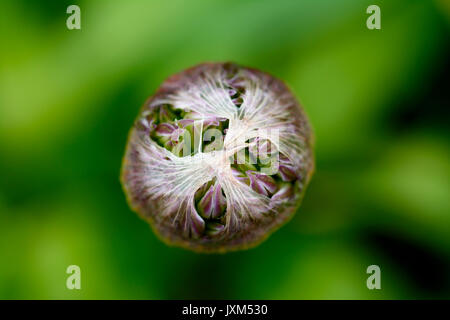 Allium bud Nahaufnahme Stockfoto
