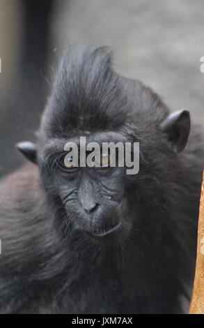 Sulawesi Makaken, monkey Stockfoto