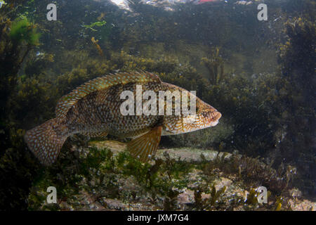 Ballan Wrasse, Großbritannien Stockfoto