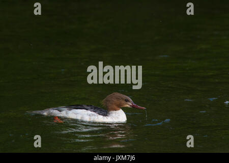 Gänsesäger (Mergus Merganser) erwachsene Frau, Schwimmen über den Fluss, Bakewell, Peak District, Derbyshire, England, kann Stockfoto