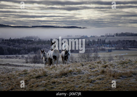 Eine Herde von Tinker nähert sich an einem frostigen Weide unter einem bewölkten Himmel in Anundsjoe, Schweden. Stockfoto