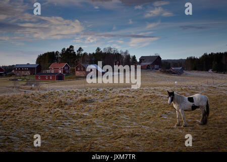 Ein Tinker Pferd steht auf einem eisigen Weide unter einem bewölkten Himmel in Anundsjoe, Schweden. Stockfoto