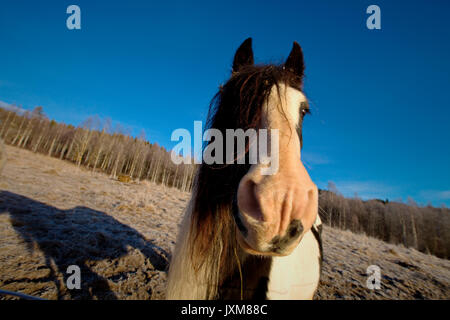 Porträt eines Tinker Pferd auf einem eisigen Weide. Stockfoto
