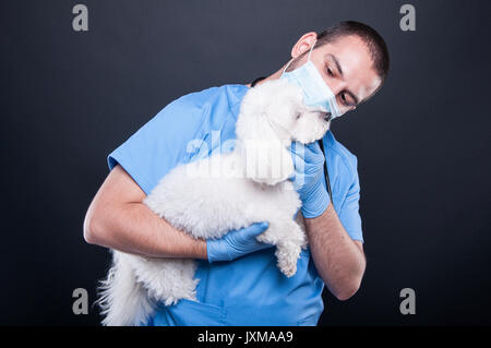 Veterinär männlichen tragen scheuert Holding oder Prüfung weiß bichon Hund auf schwarzem Hintergrund Stockfoto