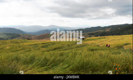 Gelbe Terraced Rice Reisfeld am Berg im ländlichen Thailand Stockfoto
