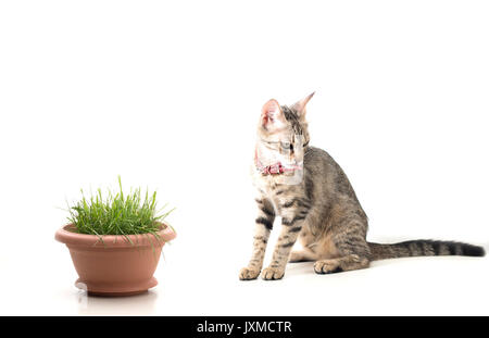 Eine isolierte gestreifte Katze Abneigung Gras vor der Es, Sitzen, Neben der Suche und Igitt Stockfoto