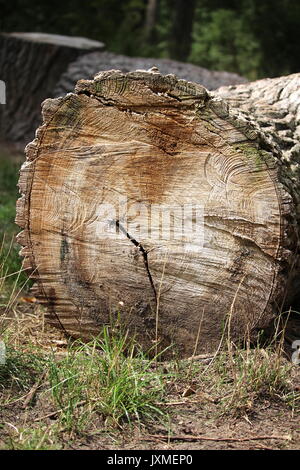 Stamm Baum geschnitten und auf dem Boden Stockfoto