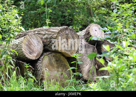 Baumstämme übereinander im Wald Stockfoto