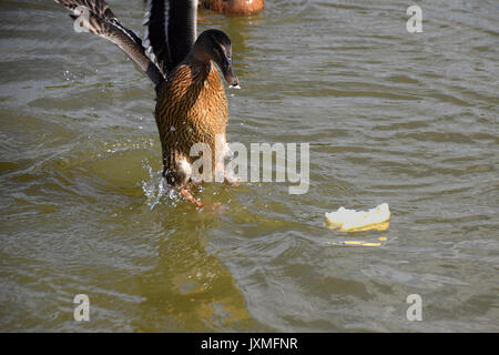 Stockente vom Brot erschrocken Stockfoto