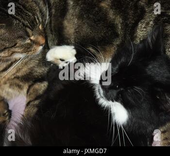 Zwei Katzen, die miteinander schlafen Stockfoto