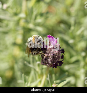 Buff oder Weißschwanzhummel (Bombus terrestris/lucorum), mit Pollen bedeckt, ernährt sich von französischer Lavendelblüte in einem englischen Garten Stockfoto