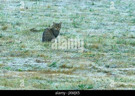 Felis silvestris Stockfoto