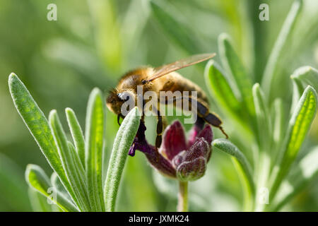 Honigbiene (Apis mellifera) Fütterung auf Französischer Lavendel Blüten in einem Englischen Garten, Dorset, Großbritannien Stockfoto