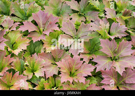 Rodgersia podophylla. Rodgers' Bronze - Blatt Blätter Stockfoto