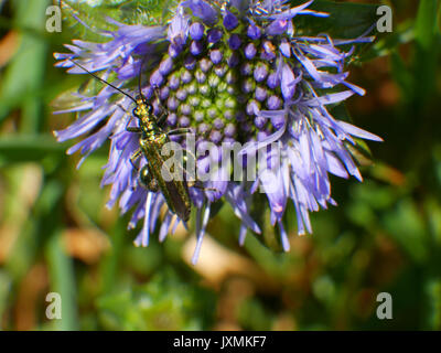 Eine Geschwollene-thighed Käfer (Oedemera nobilis) ernährt sich von Pollen von Bit Scabious Blume ist ein Schaf, das in der Nähe von Lansallos in Cornwall. Stockfoto