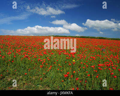 Mohn in der Blüte in eine Wilde Blumenwiese an Polly Witz, West Pentire, Newquay, Cornwall. Stockfoto