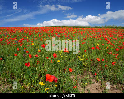 Mohn in der Blüte in eine Wilde Blumenwiese an Polly Witz, West Pentire, Newquay, Cornwall. Stockfoto