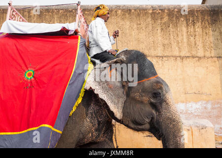 JAIPUR, Indien - Januar 28, 2017: Unbekannter Männer Fahrt eingerichtet Elefanten in Jaleb Chowk in Fort Amber in Jaipur, Indien. Elefantenreiten sind beliebte Stockfoto