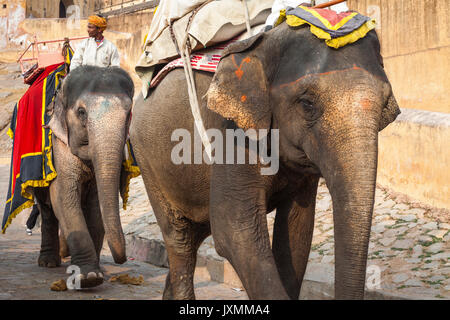 JAIPUR, Indien - Januar 28, 2017: Unbekannter Männer Fahrt eingerichtet Elefanten in Jaleb Chowk in Fort Amber in Jaipur, Indien. Elefantenreiten sind beliebte Stockfoto