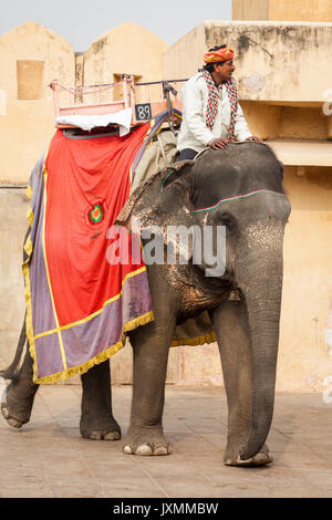 JAIPUR, Indien - Januar 28, 2017: Unbekannter Männer Fahrt eingerichtet Elefanten in Jaleb Chowk in Fort Amber in Jaipur, Indien. Elefantenreiten sind beliebte Stockfoto