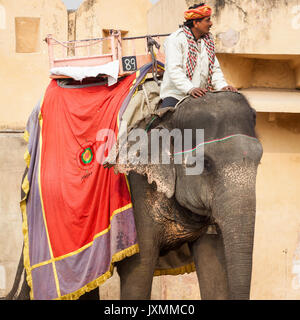 JAIPUR, Indien - Januar 28, 2017: Unbekannter Männer Fahrt eingerichtet Elefanten in Jaleb Chowk in Fort Amber in Jaipur, Indien. Elefantenreiten sind beliebte Stockfoto